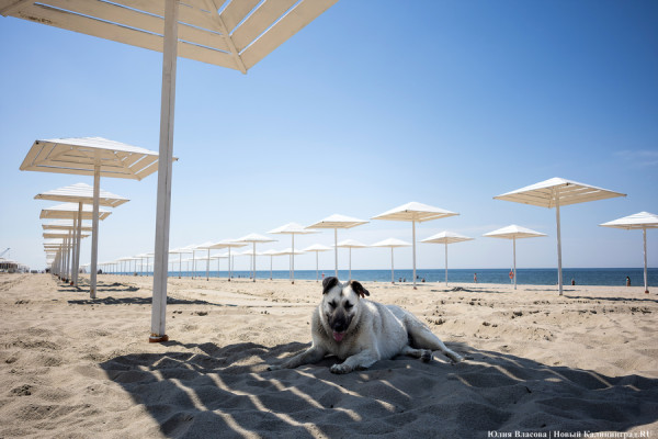 Зонтики, шезлонги и сапы: как пляжи подготовилось к купальному сезону-2024 (фото)