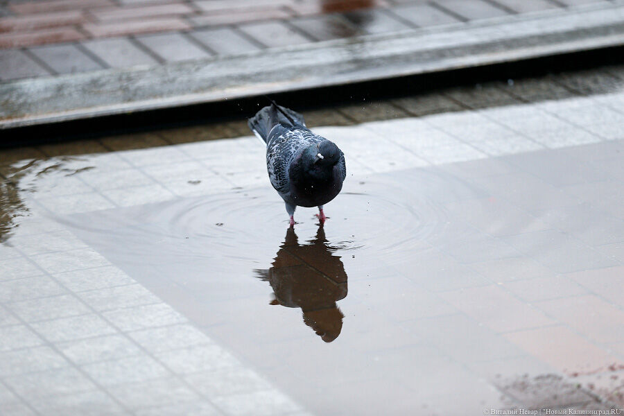 За неделю февраля на Калининград вылилось 72% месячной нормы дождей