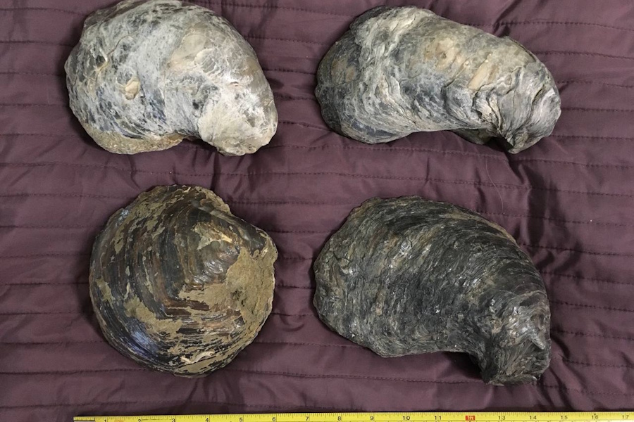 В музее Елены Гратий в Зеленоградске доступны к осмотру Грифеи 