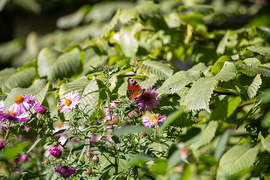 Погода в Калининградской области 8 октября
