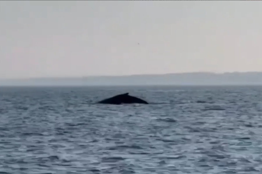 Эксперт: кита в Балтийском море не ждёт ничего хорошего