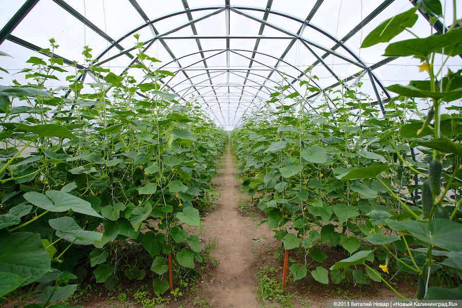 У жителя Зеленоградска арестовали теплицу, чтобы убедить его выплатить миллионный долг