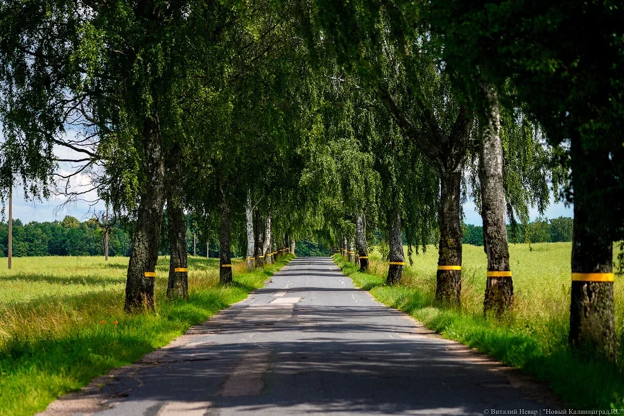 Закхаймские ворота приглашают на выставку, посвященную придорожным аллеям