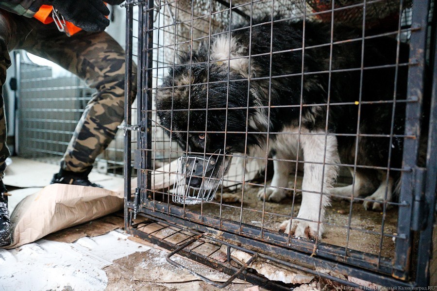 Кропоткин о временном приюте для собак на Дзержинского: «Хочется и дальше так жить»