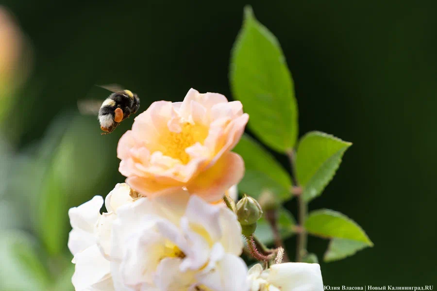 Арт-пространство «Сигнал» анонсировало воркшоп «Гармония в саду»
