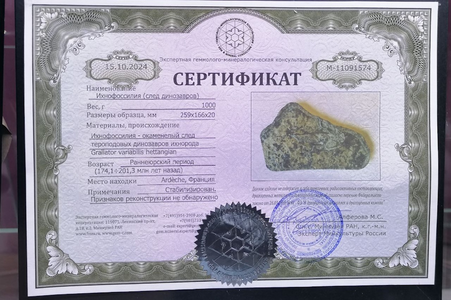 В музее Елены Гратий открылся к показу окаменелый отпечаток динозавра