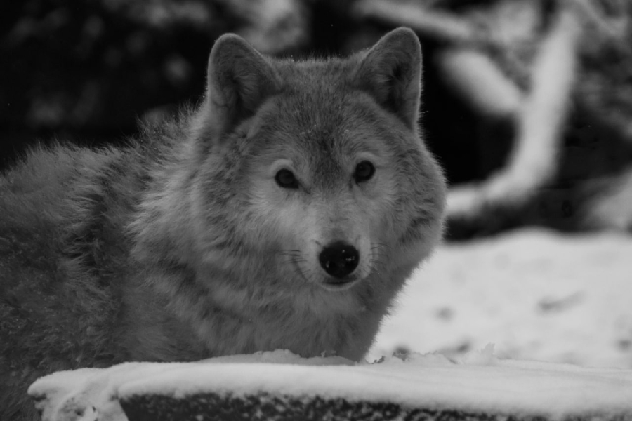 В Калининградском зоопарке умер тундровый волк Акела
