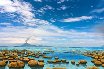 Новая выставка Музея Мирового океана расскажет о зарождении жизни на Земле