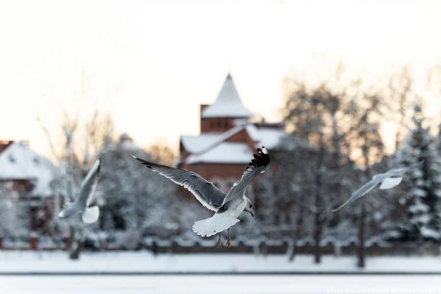 Синоптики: январь стал вторым в рейтинге самых холодных в Калининграде в XXI веке