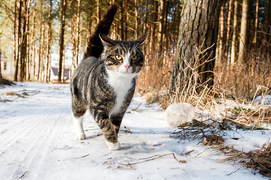 В сети появился презентационный ролик зимнего сезона в Калининградской области