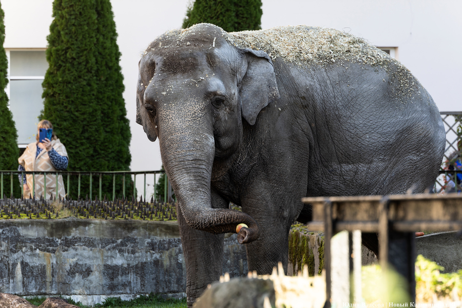 Останки Преголи и рог носорога: как прошла открытая встреча с директором зоопарка