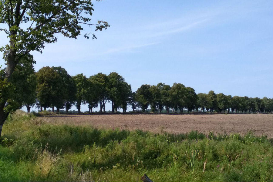 Минэкологии региона обещает сделать памятниками природы 2 аллеи, гинкго, дуб и валун