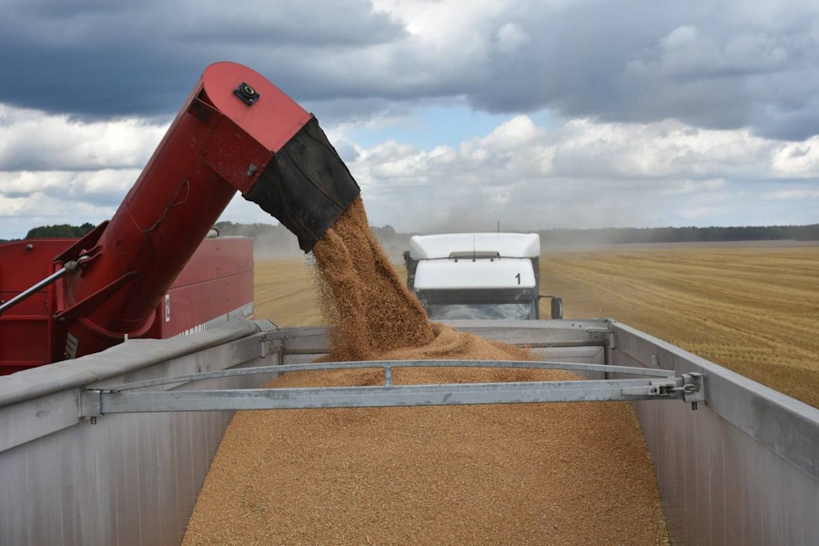 Для экспортной калининградской пшеницы и кукурузы установили нулевую пошлину