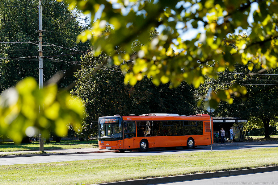 Горвласти о транспорте «Калининград-ГорТранса»: недовыпуск на линию минимальный