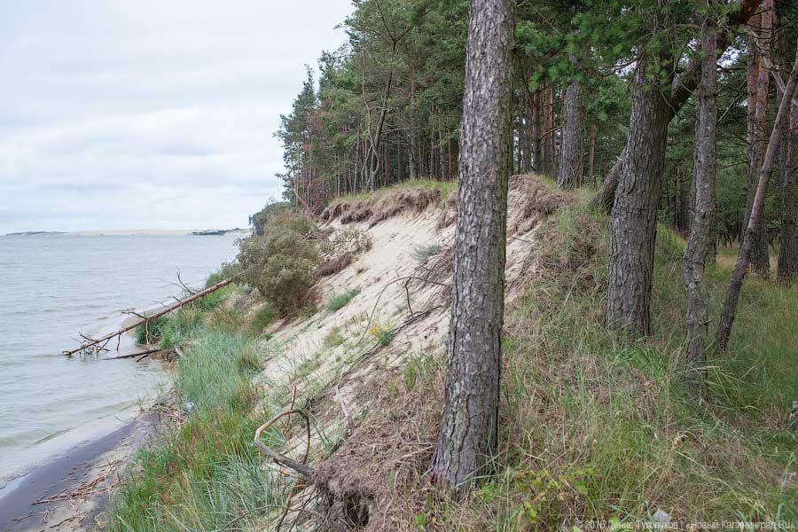 Власти узнали у экспертов, надо ли строить мост через Калининградский залив