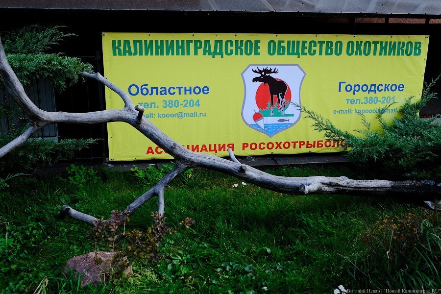 Охотники о расстреле лебедей: наши егеря оказались не в то время не в том месте