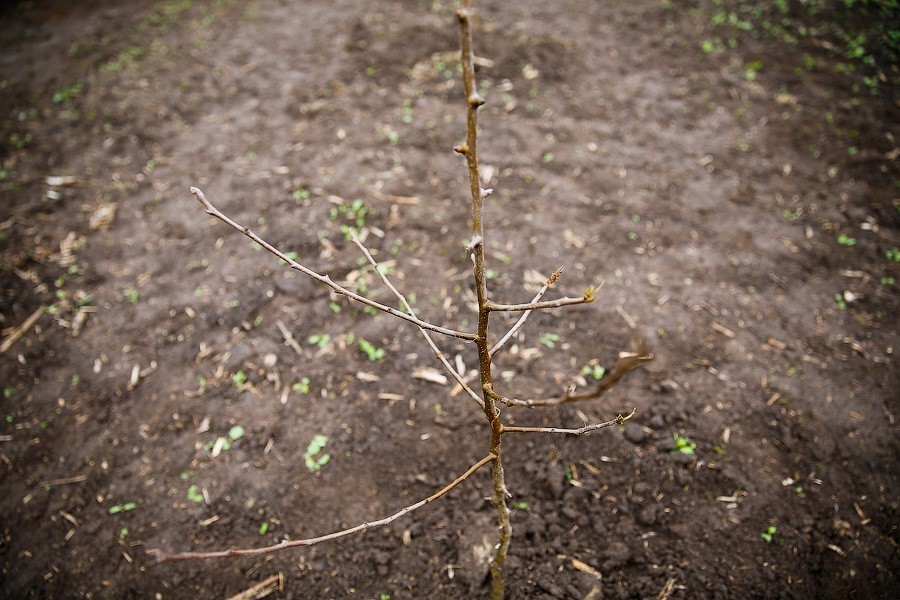 Подъездными путями было обеспечено 22% выделенных в 2019 году многодетным участков