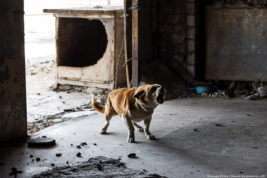 В Минздраве рассказали, когда после укуса животного нужна прививка от бешенства