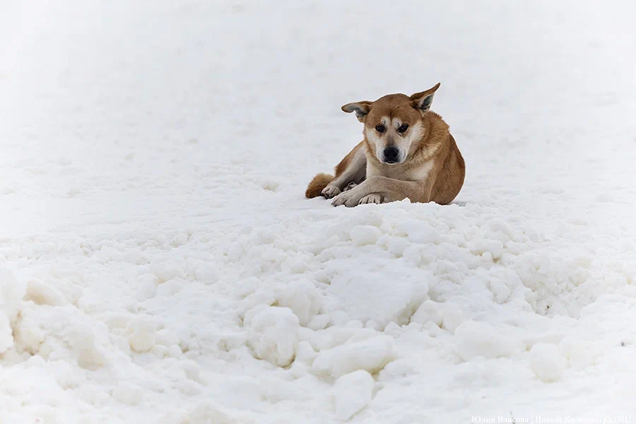 «Додо Пицца» планирует сделать все пиццерии в России pet-friendly