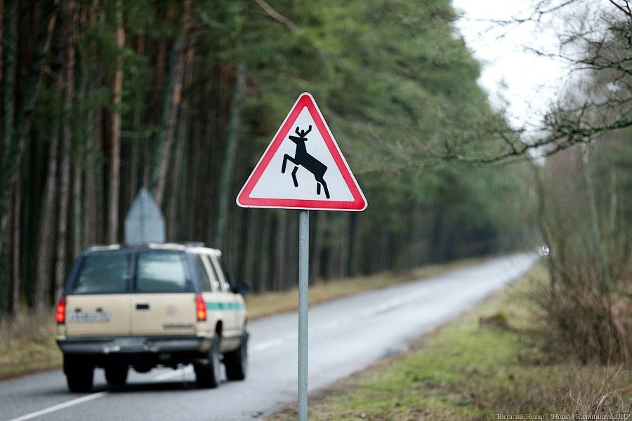 На Куршской косе заканчивают восстанавливать лес после пожара 2014 года