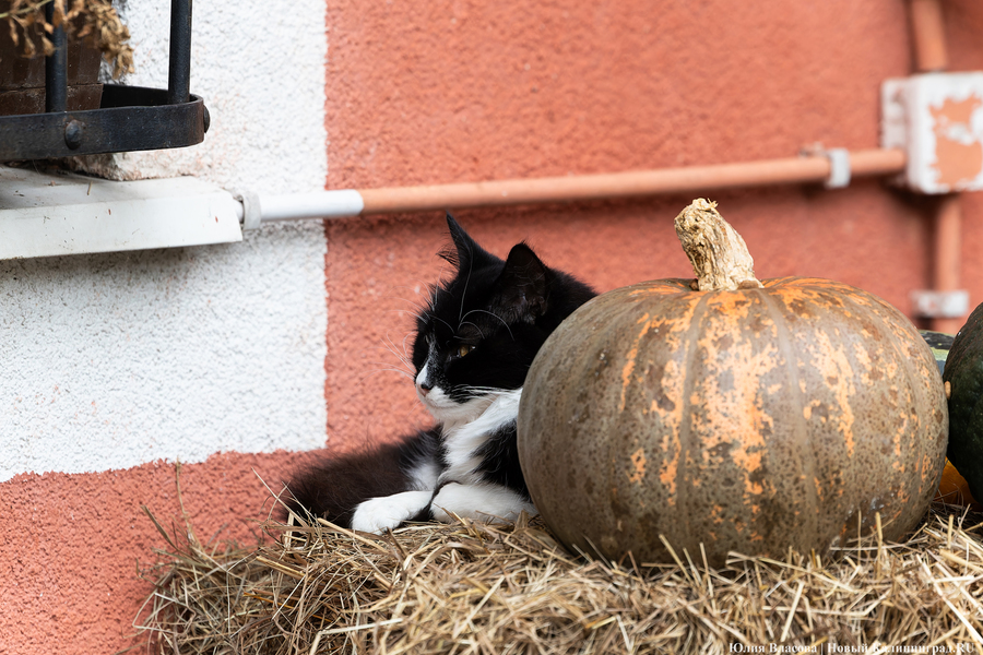 Погода в Калининградской области 2 ноября
