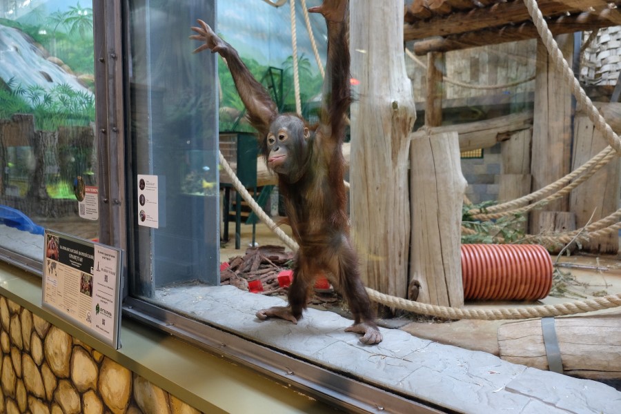 Лучшее в мире привидение: Калининградский зоопарк показал орангутана Оле в простыне (видео)