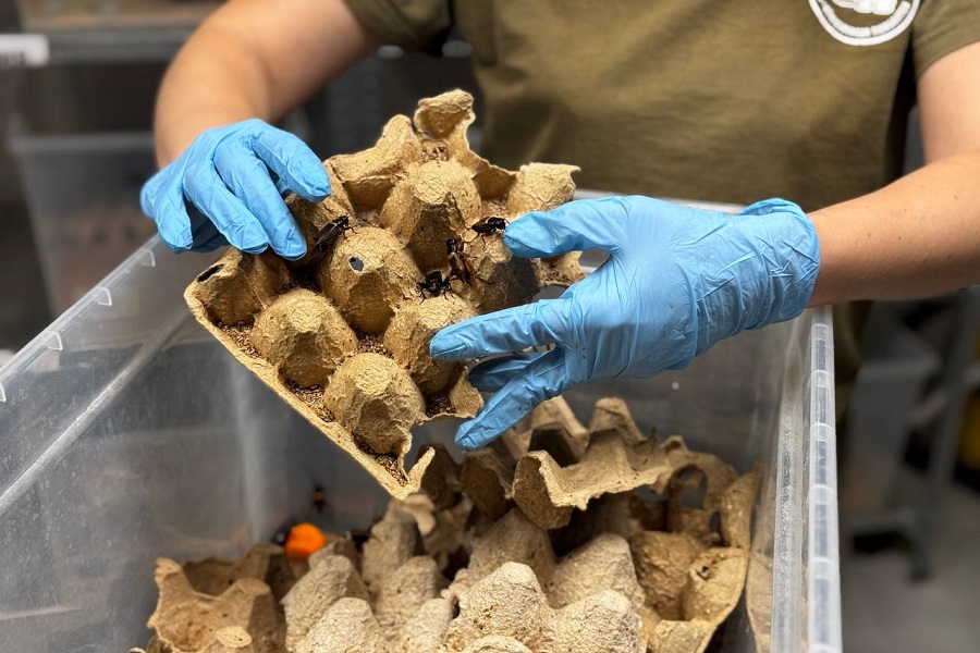 Зоопарк просит калининградцев приносить лотки от яиц