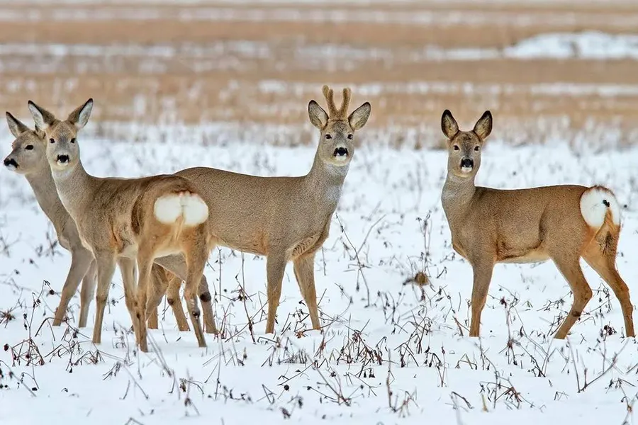 Минприроды: массового падежа косуль в Калининградской области не зафиксировано