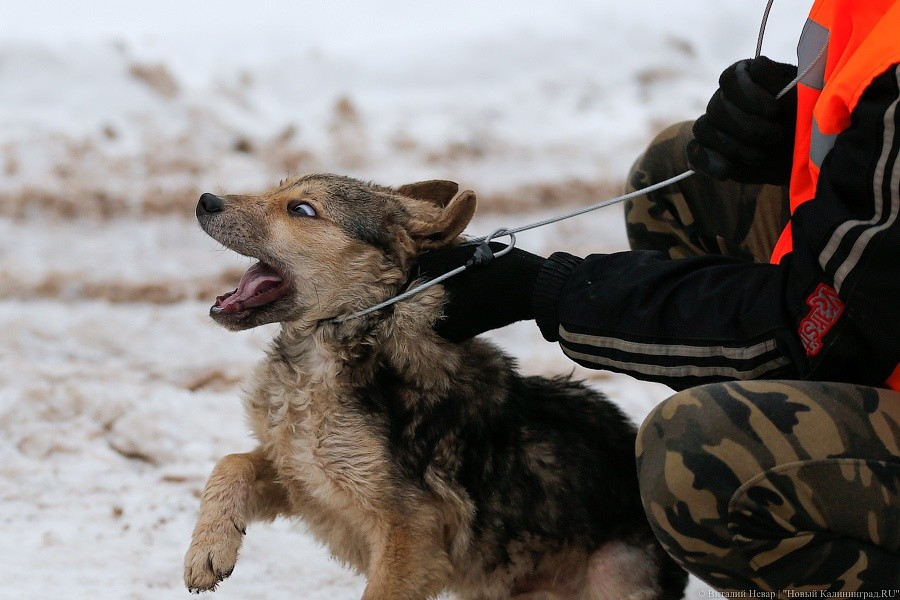 В облдуме решили не возвращать бродячих собак на улицы