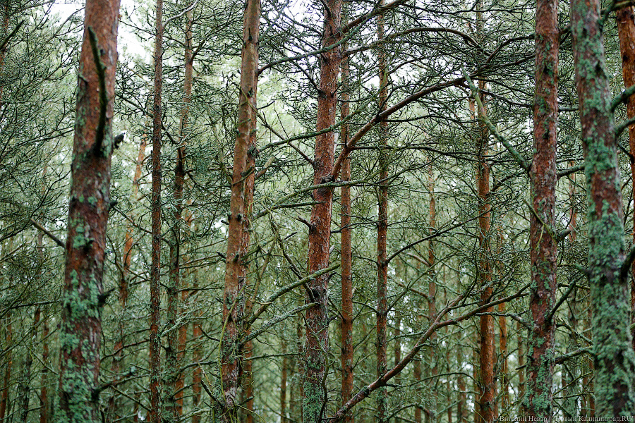 Калининградец нашел звезду прусского ордена Короны (фото)