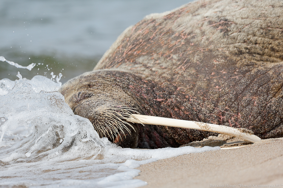 Светлана Соколова: моржиха из Калининграда приплыла в Финляндию
