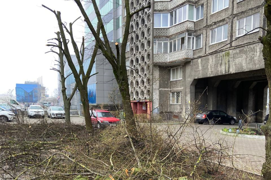 На Московском проспекте управляющая компания остолбовала деревья. В мэрии сообщили о нарушениях (фото)