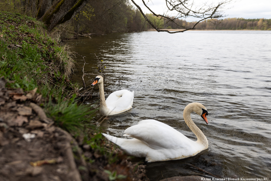 Замруководителя отделения Росрыболовства: рыбалка на Виштынце не стала платной