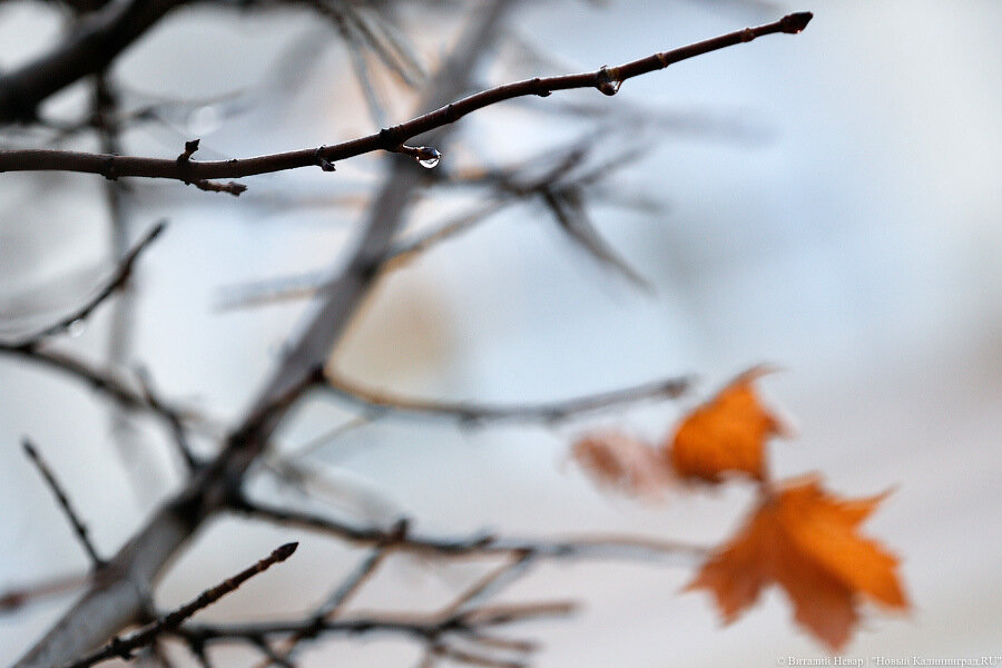 Погода в Калининграде 14 ноября