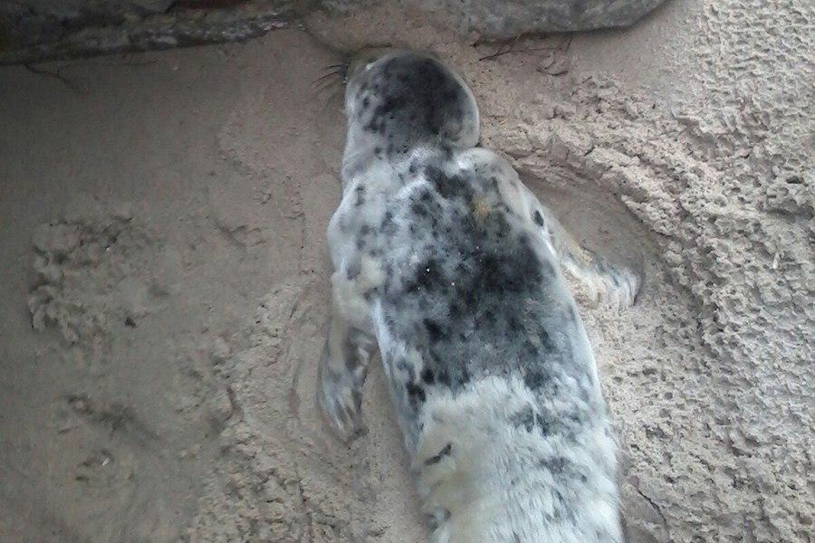 Отдыхающие нашли на пляже в Зеленоградске мертвого тюленя (фото)
