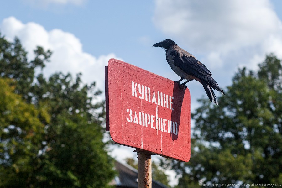 Роспотребнадзор запретил купаться в реке Тыльже 