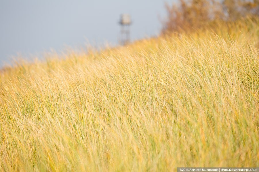  Немецкий холдинг «Tupag» хочет производить зерно в Калининградской области