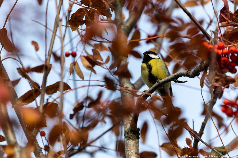 «Самый пернатый праздник»: в зоопарке отметят Синичкин день