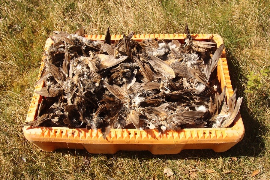 Экологи назвали причину массовой гибели птиц над Куршской косой (фото)