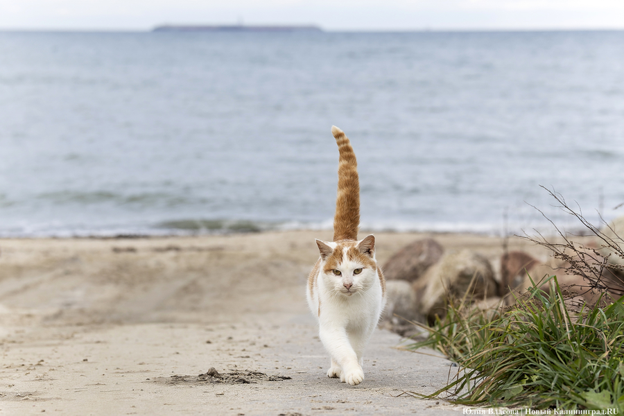 Погода в Калининградской области 26 апреля