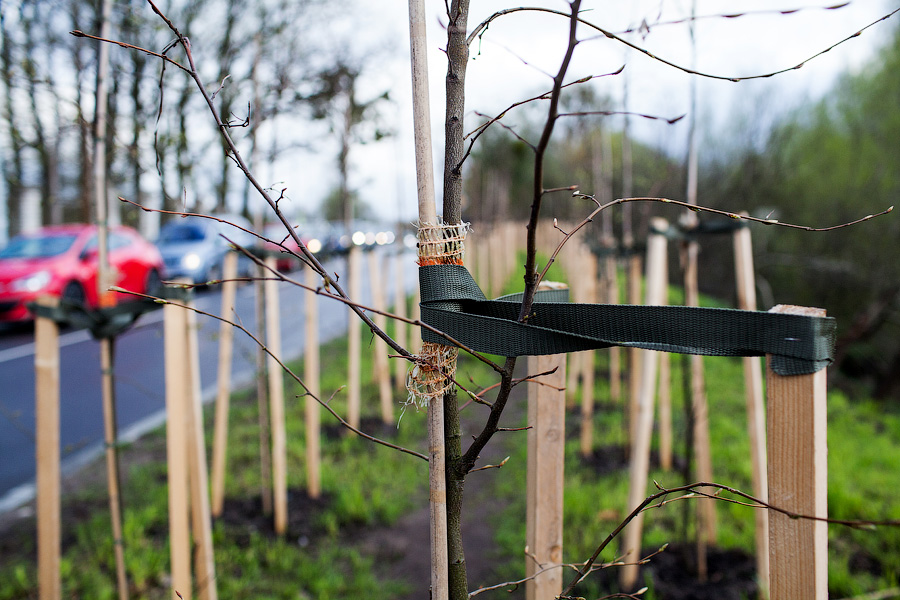 Победитель аукциона на посадку деревьев в Калининграде снизил цену контракта на 3,5 млн рублей