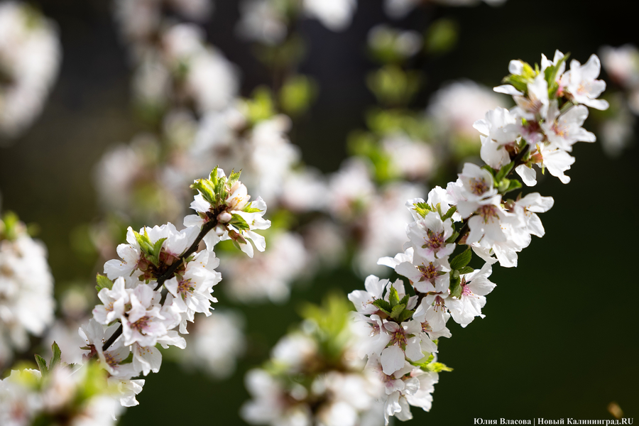 Калининградские фермеры об ущербе от заморозков: «Это большой удар»