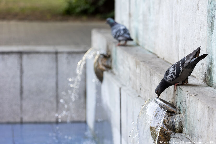 В Калининградской области воздух прогрелся на 10 градусов выше климатической нормы