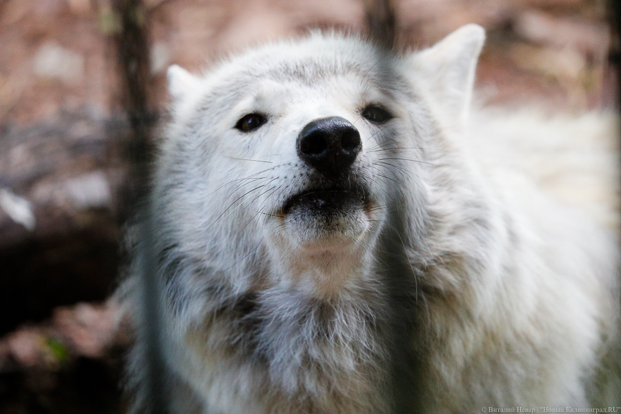 Власти: у прибывших на пароме 127 собак есть хозяин