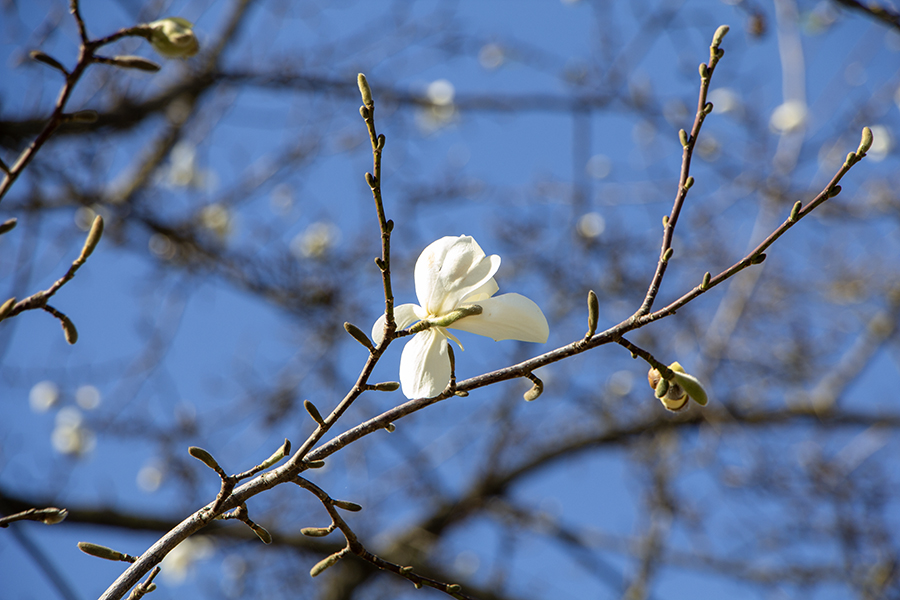Облачно с прояснениями, местами дожди: погода в Калининградской области 15 апреля