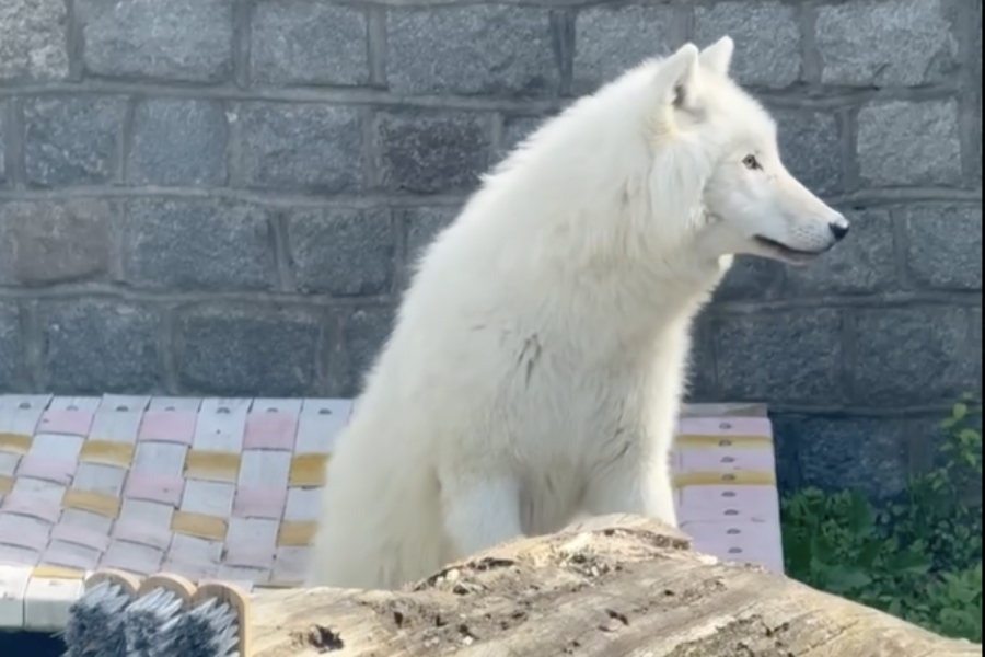 В Калининградский зоопарк привезли годовалого арктического волка из Красноярска (дополнено)