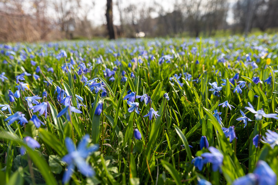 Погода в Калининграде 9 марта