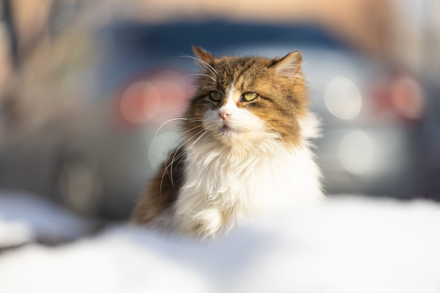 В Калининградской области ожидается до 10-15 сантиметров снега