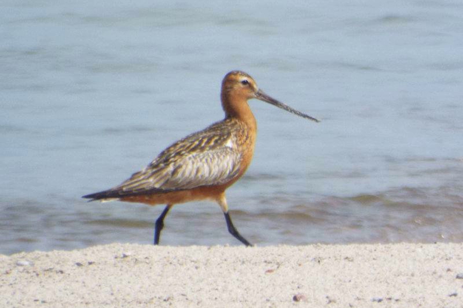 «Опять редкий гость»: на Куршскую косу прилетела нетипичная для этих мест птица (фото)