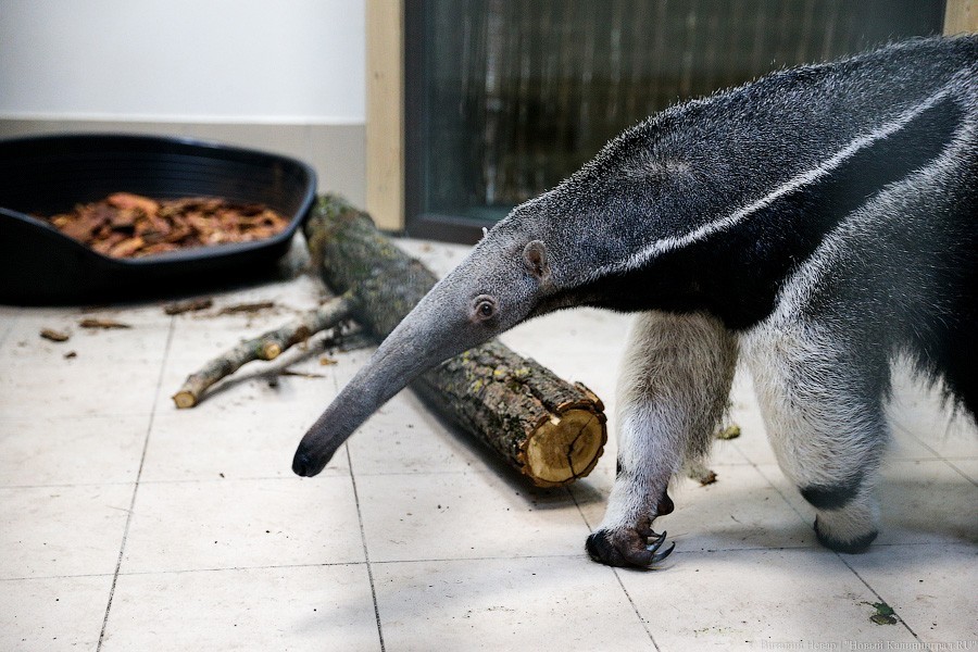 Зоопарк показал, как купается муравьед Кайя. Это ну очень мило (видео)